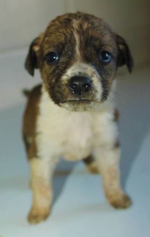 მეტისი უსახელო