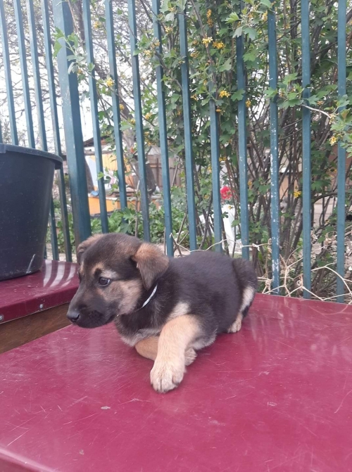 მეტისი ახმეტელის მეტრო