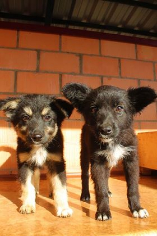 მეტისის ლეკვები უსახელო