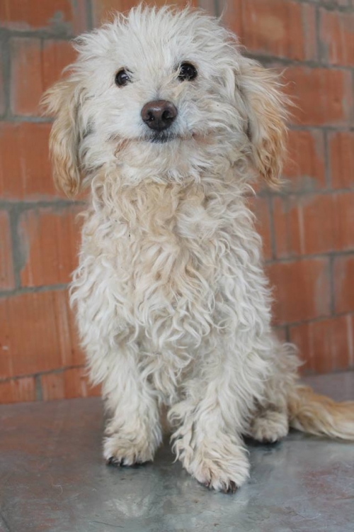 ბალონკა უსახელო