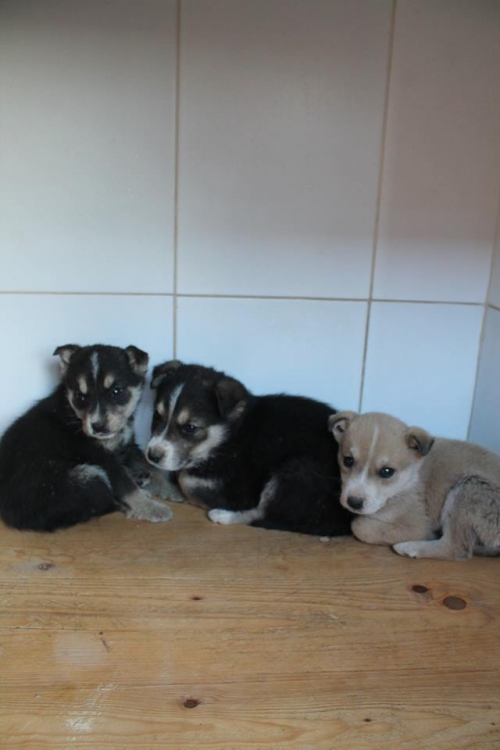 მეტისის ლეკვები უსახელო