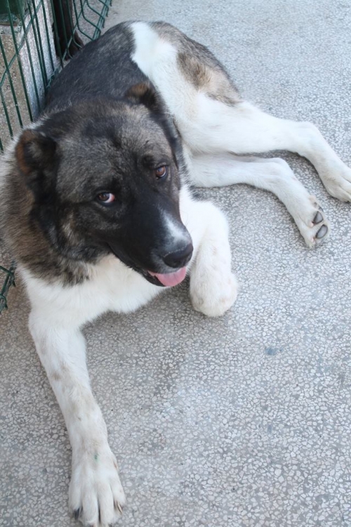 ქართული ნაგაზი ბუმი