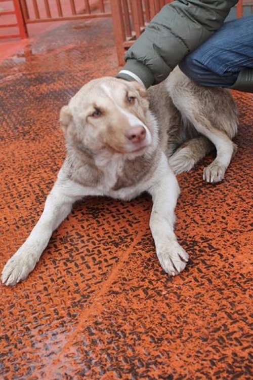 ქართული ქოფაკი უცნობი