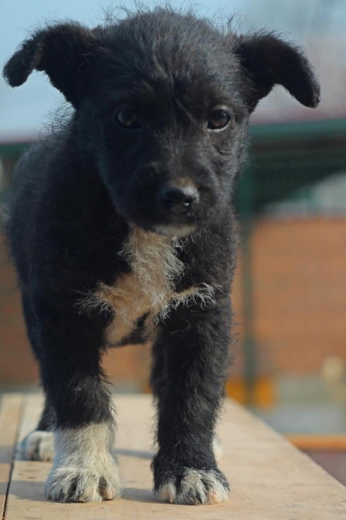 მეტისი უსახელო