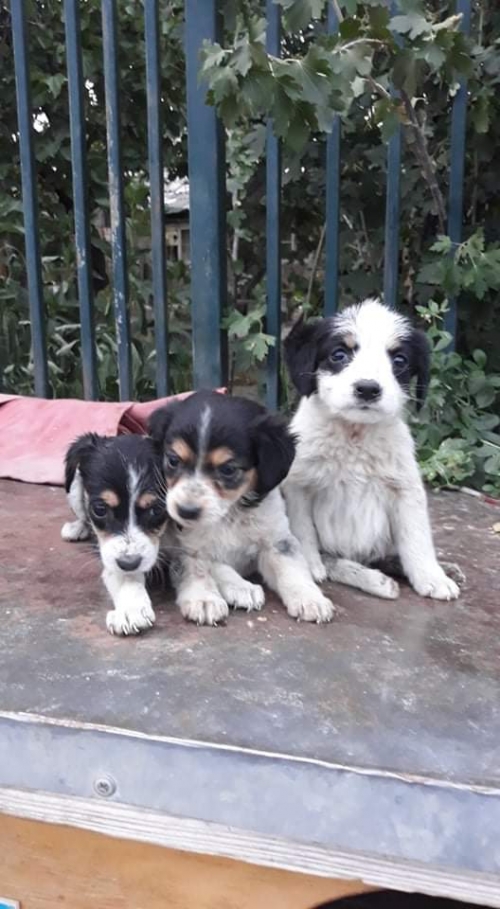 მეტისი უსახელო