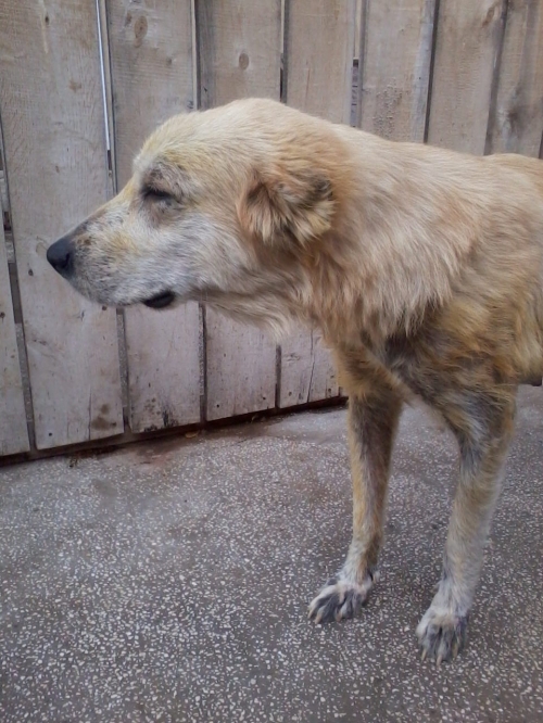 ქართული ნაგაზი ლედი