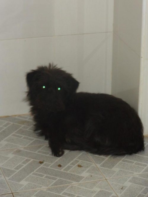 პუდელი უსახელო