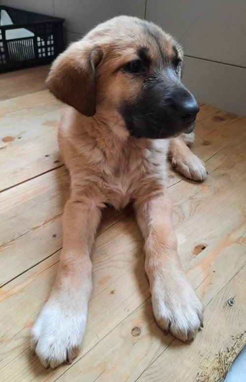 ქართული ქოფაკი უსახელო