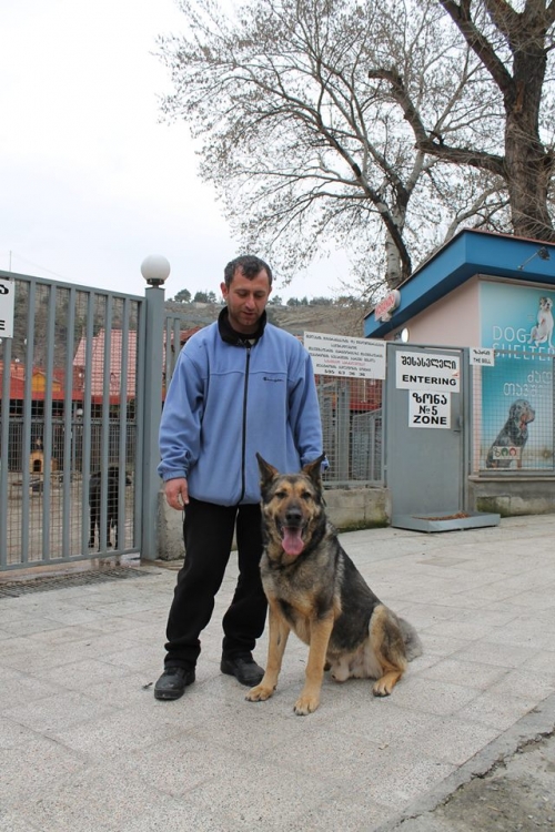 გერმანული ნაგაზი ჯერი