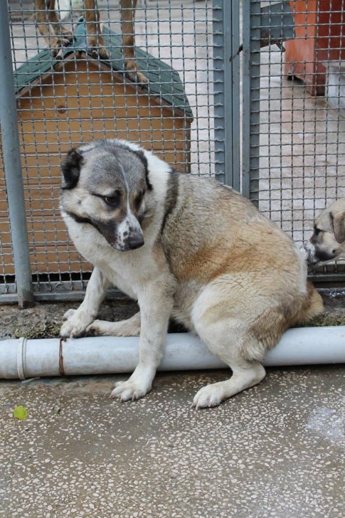 ქართული ქოფაკი ლედი