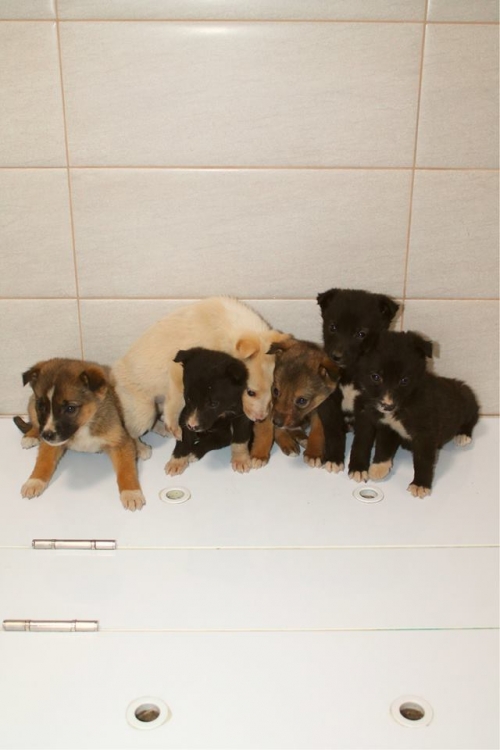 მეტისის ლეკვები უსახელო