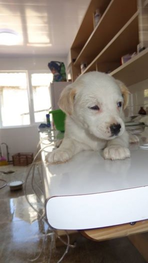 მეტისი უსახელო