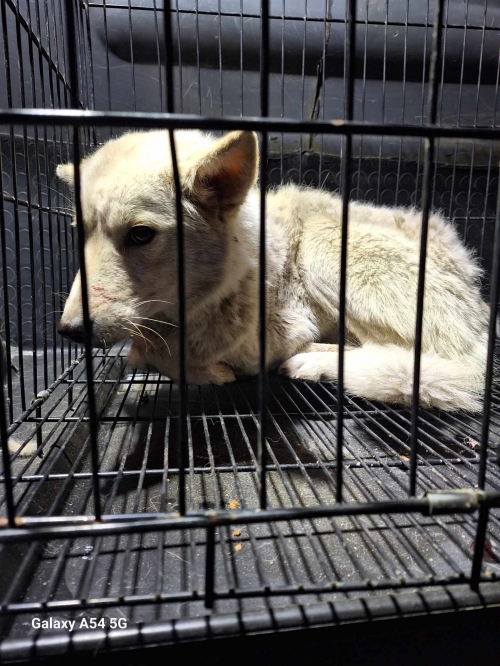 მეტისი თეთრი წყაროს რაიონი