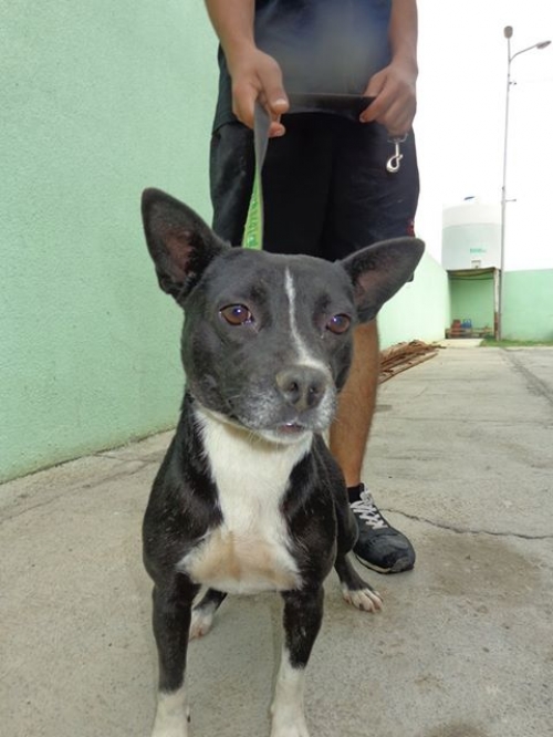 მეტისი უსახელო