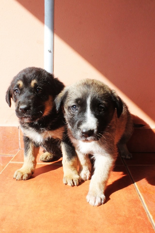 მეტისის ლეკვები უსახელო