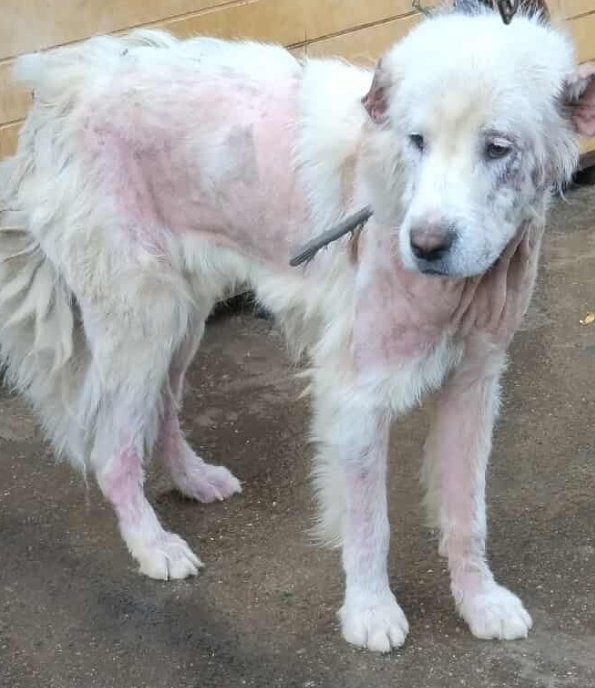 ქოფაკი. ბაზალეთი