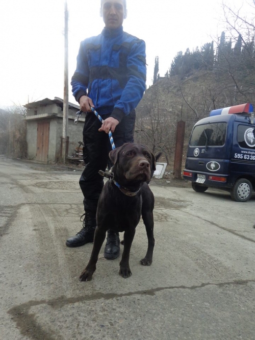 ლაბრადორი უცნობი