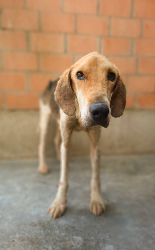 გონჩი მარტვილის რაიონი