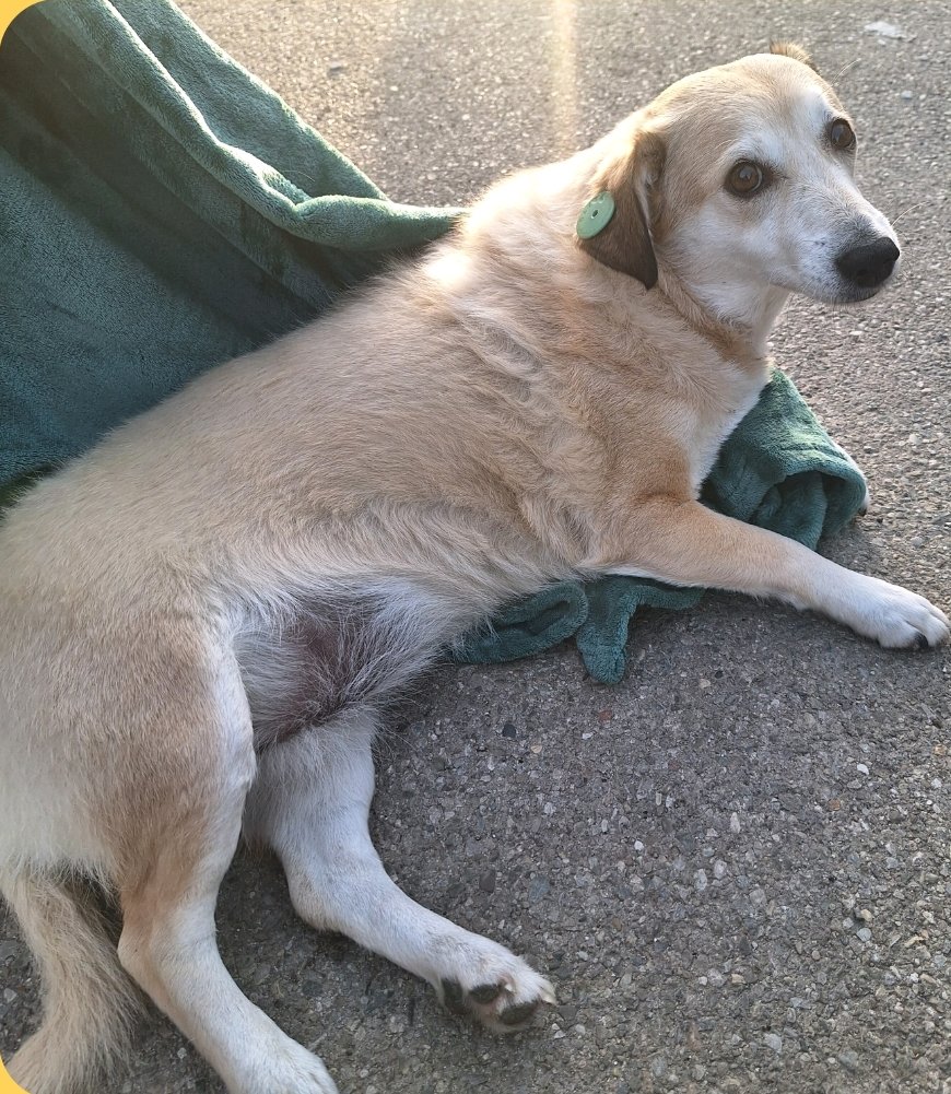 მეტისი. მოსკოვის გამზირი