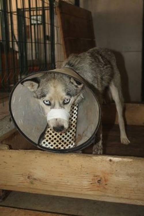 ლაიკა უსახელო