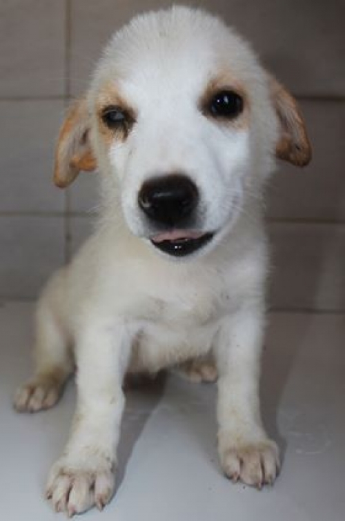 ქართული ქოფაკი უსახელო