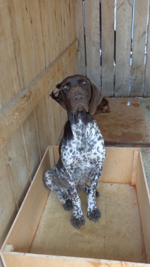 კურცხაარი ტურბო