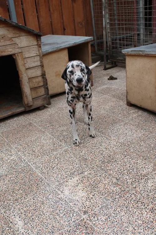 დალმატინი რიჩი