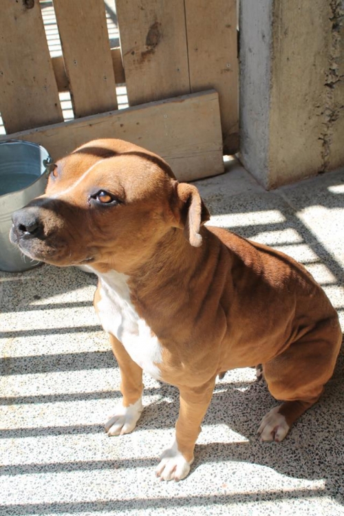 პიტი უსახელო