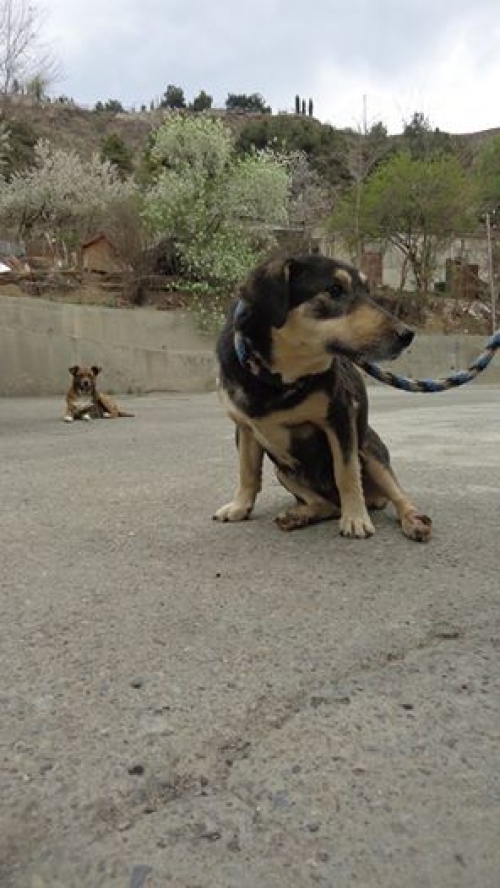 მეტისი უსახელო