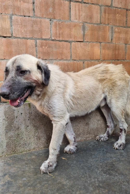 ქართული ქოფაკი მუხრანი