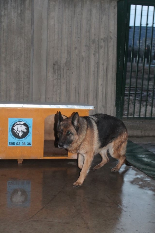 გერმანული ნაგაზი უსახელო