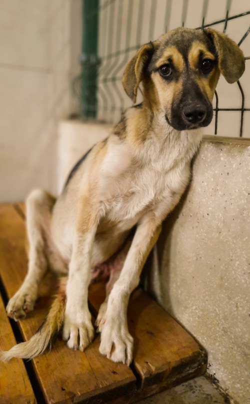 მეტისი წყნეთი გზადკეცილზე 37 ნომერში