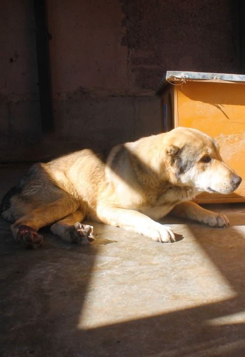 ქართული ნაგაზი უსახელო