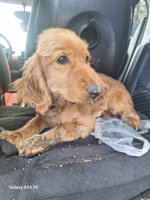 კოკერსპანიელი ჰუალინგი თბილის ზღვა