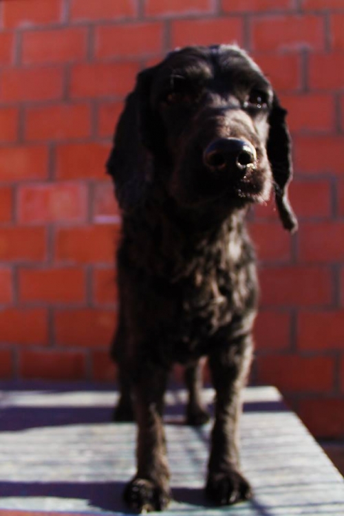 რუსული კოკერ სპანელი უსახელო