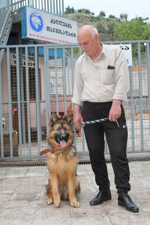 გერმანული ნაგაზი ლესი