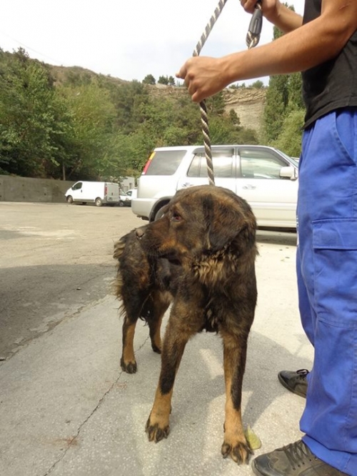 მეტისი ჯაგა