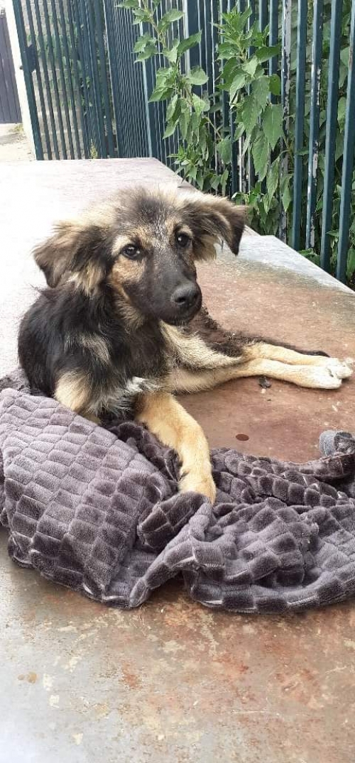 მეტისი უსახელო