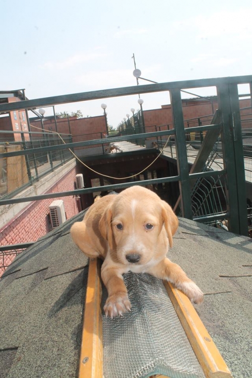 ლაბრადორის მეტისი უსახელო