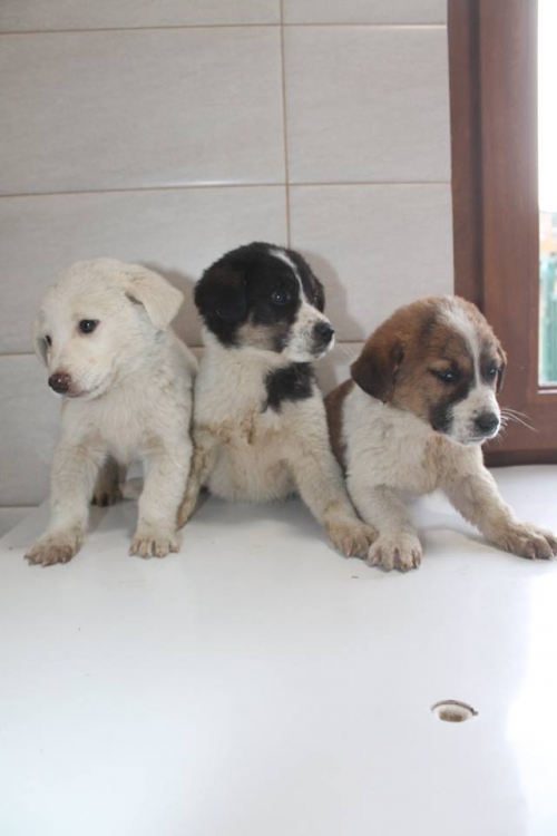 მეტისის ლეკვები უსახელო