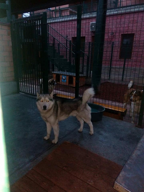 ლაიკა უსახელო