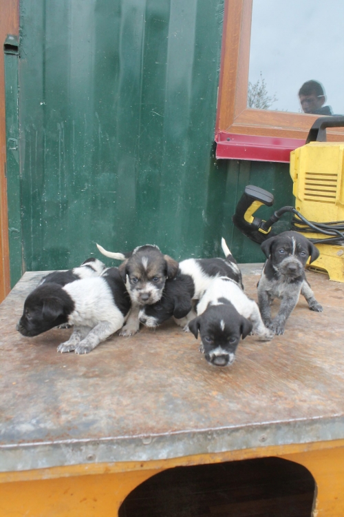 დრათხარის მეტისი უსახელო