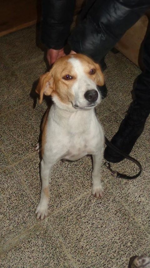 მეტისი უსახელო