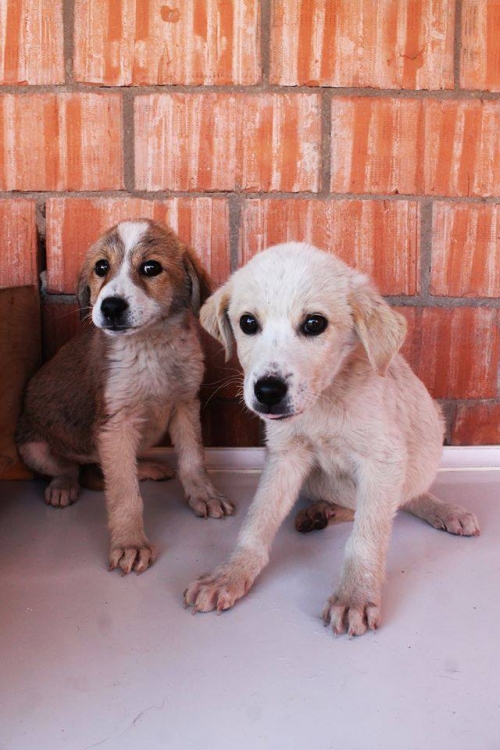 ქართული ქოფაკი უსახელო