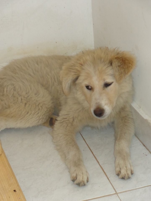 მეტისი უსახელო