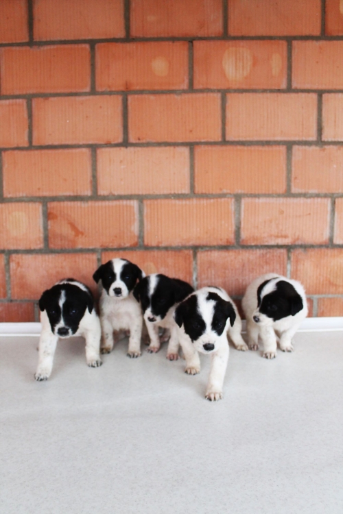 მეტისის ლეკვები უსახელო