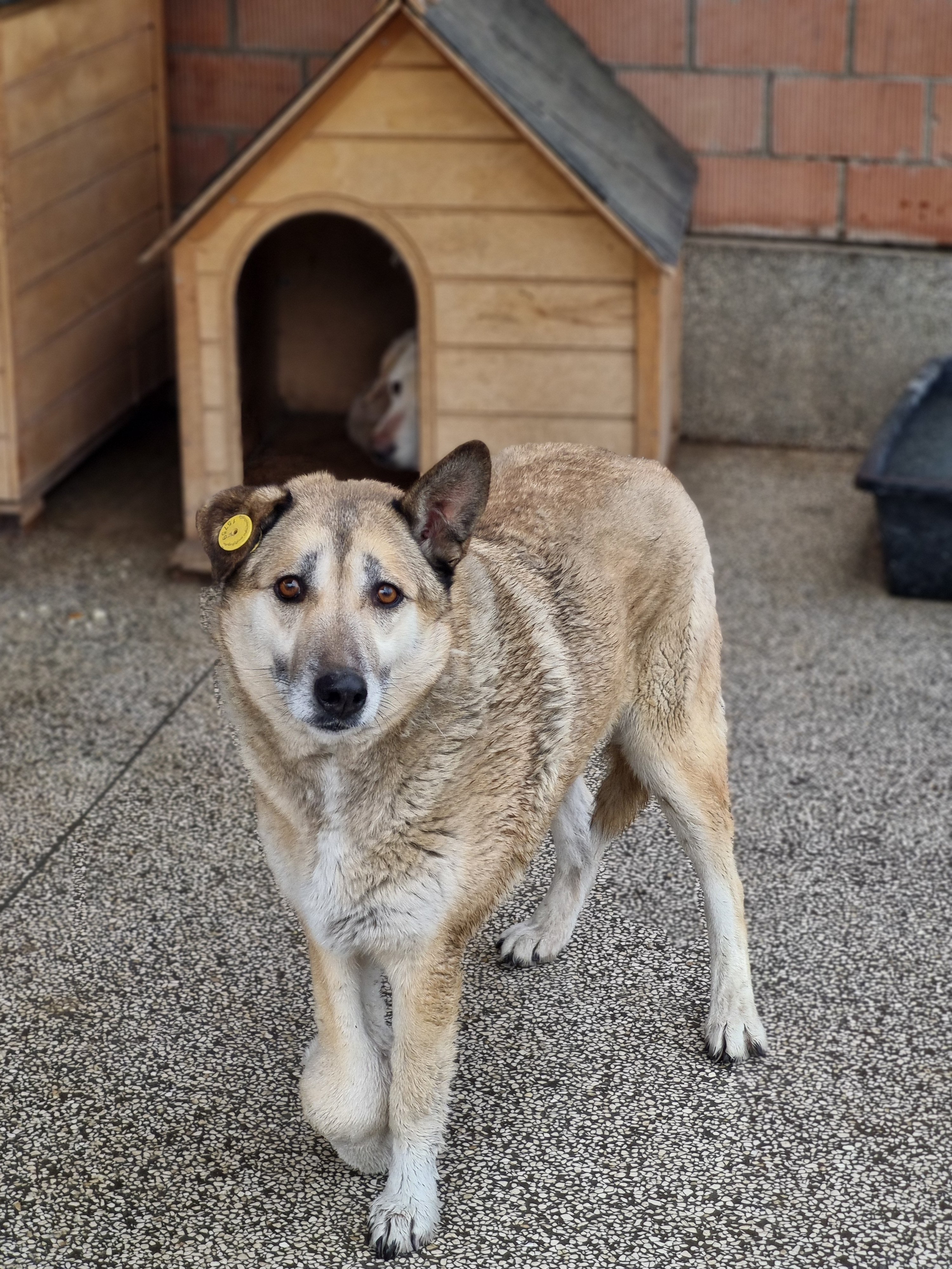 ლვოვის ქუჩა