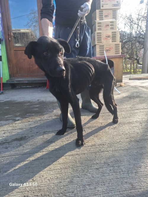 მეტისი გადმოყვანილია მუნიციპალური თავშესაფრიდან. ქინძმარაულის ქუჩის ძაღლია