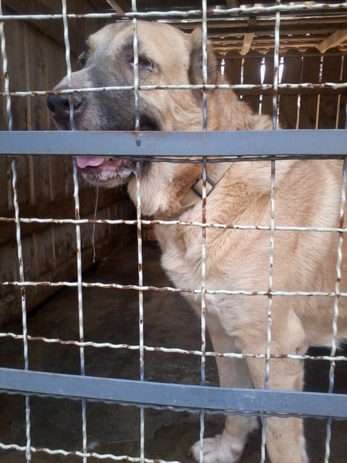 აზიური ნაგაზი ჯესი