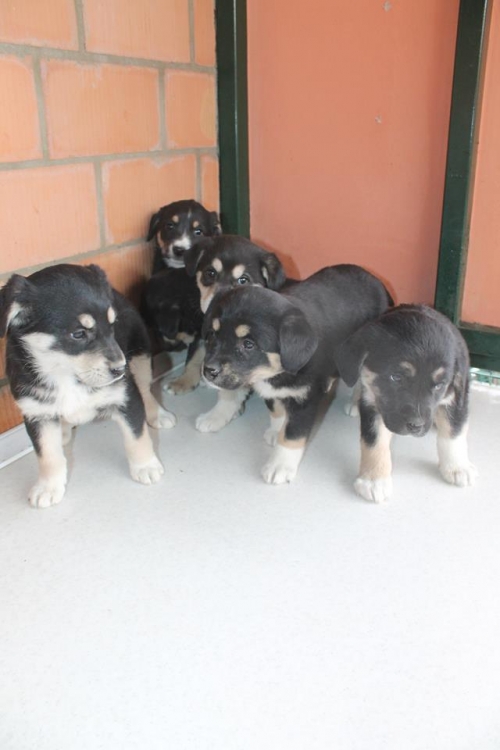 მეტისის ლეკვები უსახელო